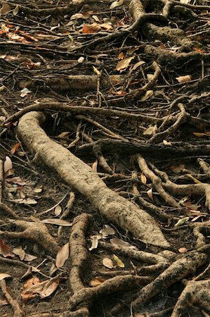 simsearch:400-05900108,k - Tree Roots - Kakadu National Park, Australia Stock Photo - Budget Royalty-Free & Subscription, Code: 400-05292761