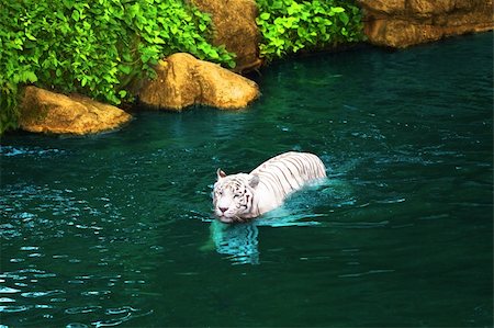simsearch:400-05123541,k - White tiger swimming in pool at day time Stock Photo - Budget Royalty-Free & Subscription, Code: 400-05292913
