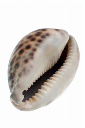 Seashell with dark spots isolate in white background. Photographie de stock - Aubaine LD & Abonnement, Code: 400-05305175