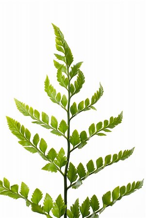 simsearch:400-04701752,k - Fern leaf isolated on white background. Photographie de stock - Aubaine LD & Abonnement, Code: 400-05305309