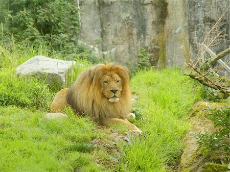 simsearch:400-04613070,k - A lion resting on the grass in the zoo Stock Photo - Budget Royalty-Free & Subscription, Code: 400-05305328