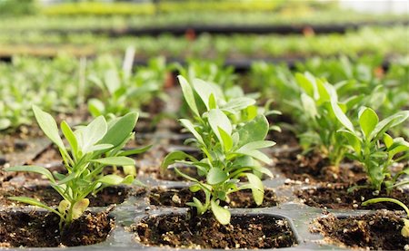 simsearch:400-04882980,k - seedlings of petunia is grown in the greenhouse Photographie de stock - Aubaine LD & Abonnement, Code: 400-05305369