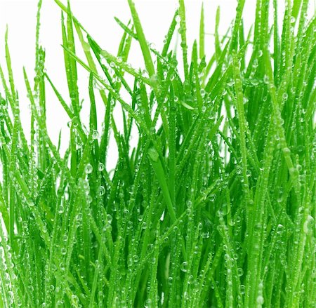 simsearch:400-05362449,k - green grass Isolated  on a white background Stock Photo - Budget Royalty-Free & Subscription, Code: 400-05305475