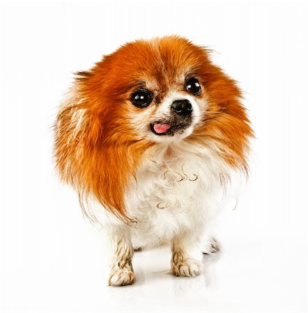 simsearch:400-05241006,k - Funny looking shaggy dog with tongue hanging out Stock Photo - Budget Royalty-Free & Subscription, Code: 400-05305723