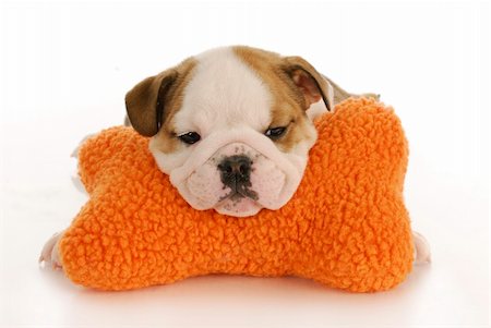 simsearch:400-04181579,k - english bulldog puppy resting head on stuffed bone with reflection on white background Stock Photo - Budget Royalty-Free & Subscription, Code: 400-05306211