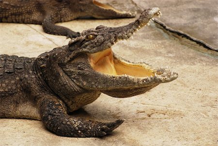 simsearch:400-05123541,k - big crocodile in Thailand Stock Photo - Budget Royalty-Free & Subscription, Code: 400-05307179