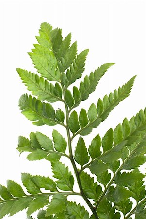 simsearch:400-04701752,k - Fern leaf isolated on white background. Photographie de stock - Aubaine LD & Abonnement, Code: 400-05307666