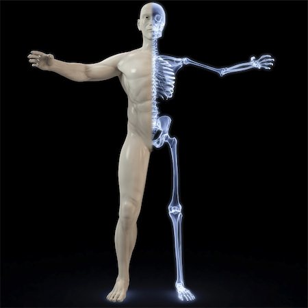 skeletal half bone half muscle - part of the male body under X-rays. 3d image. Stock Photo - Budget Royalty-Free & Subscription, Code: 400-05307976