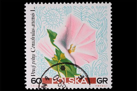 Poland - CIRCA 1967: A stamp is printed in Poland, Bindweed, let out CIRCA in 1967. Stock Photo - Budget Royalty-Free & Subscription, Code: 400-05308109
