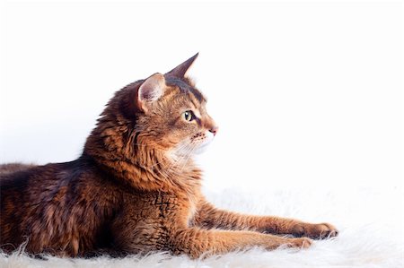 Rudy somali cat laying on white fur carpet Stock Photo - Budget Royalty-Free & Subscription, Code: 400-05308495