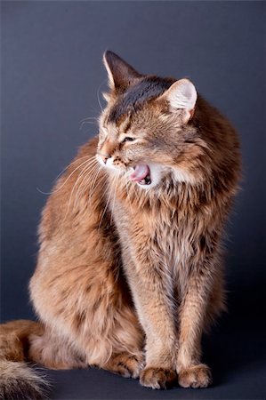 Yawning Rudy somali cat sitting on dark grey background Stock Photo - Budget Royalty-Free & Subscription, Code: 400-05308847