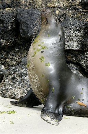 simsearch:400-04533218,k - Sea lions photographed at the galapagos islands Stock Photo - Budget Royalty-Free & Subscription, Code: 400-05309391