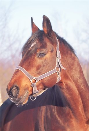 winter portrait of bay horse. outdoor cold Photographie de stock - Aubaine LD & Abonnement, Code: 400-05309742