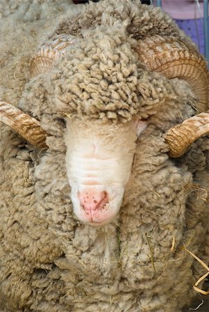 ram animal side view - portrait of a sheep with big horns Stock Photo - Budget Royalty-Free & Subscription, Code: 400-05309976