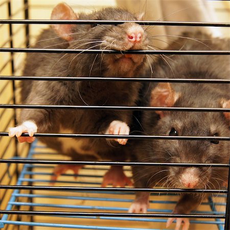 simsearch:400-06392340,k - Gray rats in a cage close up Stock Photo - Budget Royalty-Free & Subscription, Code: 400-05300047
