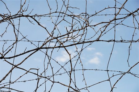 Vine plant branches and barbed wire. Abstract background. Stock Photo - Budget Royalty-Free & Subscription, Code: 400-05300192