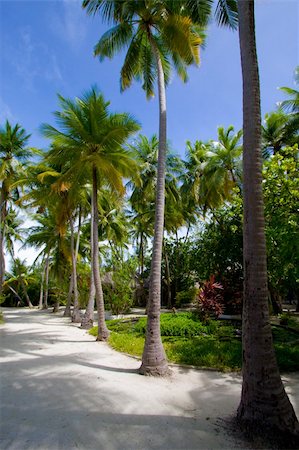 simsearch:600-02886000,k - Wonderful landscape with palms on a tropical island Stock Photo - Budget Royalty-Free & Subscription, Code: 400-05300496