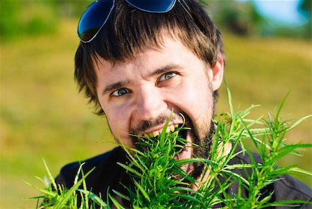 dealer (male) - Young man eating leaves of hemp. Shoot in the field of marijuana. Stock Photo - Budget Royalty-Free & Subscription, Code: 400-05301032
