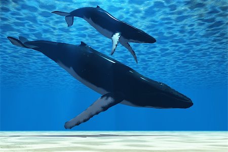 A Humpback mother whale escorts her calf in the shallows of the ocean. Stock Photo - Budget Royalty-Free & Subscription, Code: 400-05301745
