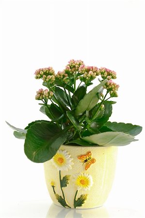 pink kalanchoe flowers isolated on white background Stock Photo - Budget Royalty-Free & Subscription, Code: 400-05301789