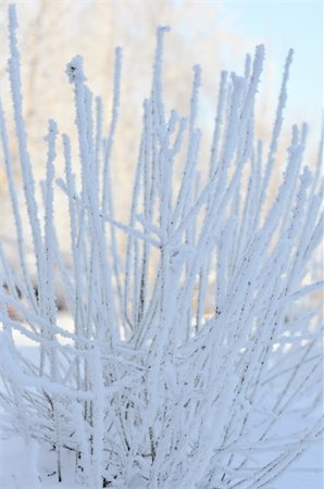 Frozen winter branches Stock Photo - Budget Royalty-Free & Subscription, Code: 400-05302490