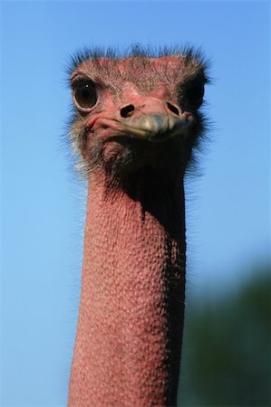 Ostrich - Vancouver Zoo in BC, Canada Stock Photo - Budget Royalty-Free & Subscription, Code: 400-05315556