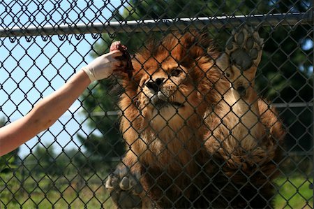 simsearch:400-06131670,k - Lion - Vancouver Zoo in BC, Canada Stock Photo - Budget Royalty-Free & Subscription, Code: 400-05315583
