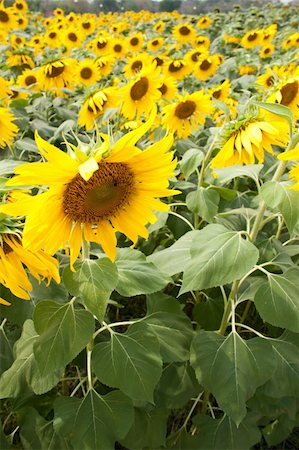 simsearch:400-05671297,k - Sunflower field. Sunflower full bloom bright yellow. Stock Photo - Budget Royalty-Free & Subscription, Code: 400-05315625