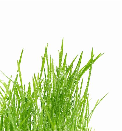 simsearch:400-05362449,k - Isolated green grass on a white background Stock Photo - Budget Royalty-Free & Subscription, Code: 400-05316370