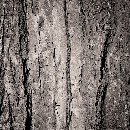 Tree bark background Stock Photo - Budget Royalty-Free & Subscription, Code: 400-05316513