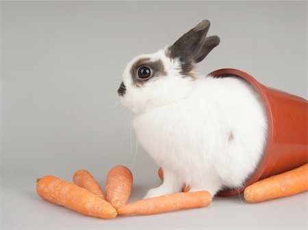 dwarf - rabbit Stock Photo - Budget Royalty-Free & Subscription, Code: 400-05318094