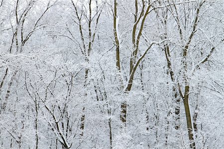 simsearch:400-05705152,k - A winter wonderland at Rock Cut State Park in Illinois. Stock Photo - Budget Royalty-Free & Subscription, Code: 400-05318500