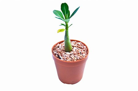 simsearch:400-04619587,k - Young plant on the white background Stock Photo - Budget Royalty-Free & Subscription, Code: 400-05318746