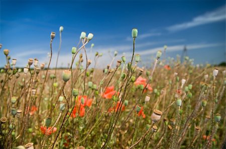 simsearch:400-05311898,k - poppy in wheat field Stock Photo - Budget Royalty-Free & Subscription, Code: 400-05319207