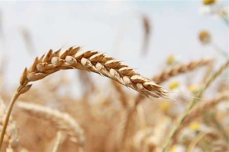 Yellow grain ready for harvest growing in a farm field Stock Photo - Budget Royalty-Free & Subscription, Code: 400-05310000