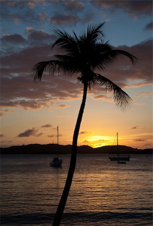 simsearch:400-07748817,k - Silhouette of a palm tree in front of the setting sun over the ocean Stock Photo - Budget Royalty-Free & Subscription, Code: 400-05310229