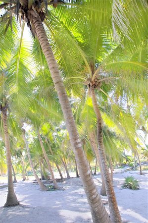 simsearch:400-04329339,k - coconut palm trees with white sand in  tropical paradise Stock Photo - Budget Royalty-Free & Subscription, Code: 400-05311001