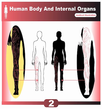 pot belly - Human Body Internal Organs muscles back Foto de stock - Super Valor sin royalties y Suscripción, Código: 400-05311566