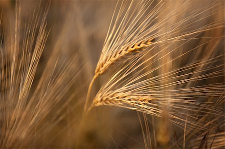 simsearch:400-05311898,k - Fields of Wheat at the end of summer fully ripe Stock Photo - Budget Royalty-Free & Subscription, Code: 400-05311898