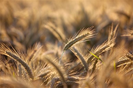 simsearch:400-05311898,k - Fields of Wheat at the end of summer fully ripe Stock Photo - Budget Royalty-Free & Subscription, Code: 400-05311899