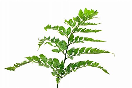 simsearch:400-04701752,k - Fern leaf isolated on white background. Photographie de stock - Aubaine LD & Abonnement, Code: 400-05313054