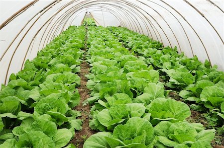 seed growing in soil - Organic farming, celery cabbage growing in greenhouse Stock Photo - Budget Royalty-Free & Subscription, Code: 400-05324058
