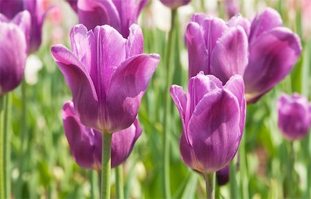flowers, tulips Stock Photo - Budget Royalty-Free & Subscription, Code: 400-05324685