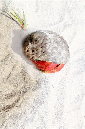 simsearch:400-06137034,k - Red Legged Hermit Crab in Mexico beach sand Clibanarius digueti Photographie de stock - Aubaine LD & Abonnement, Code: 400-05325922