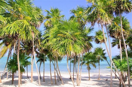 simsearch:400-04329339,k - Chit palm tree in caribbean tropical beach Mayan Riviera Mexico Stock Photo - Budget Royalty-Free & Subscription, Code: 400-05325953