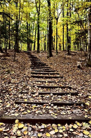 Wooden Stairs in forest Sturgeon Bay Wisconsin Potawatomi State Park Stock Photo - Budget Royalty-Free & Subscription, Code: 400-05326909
