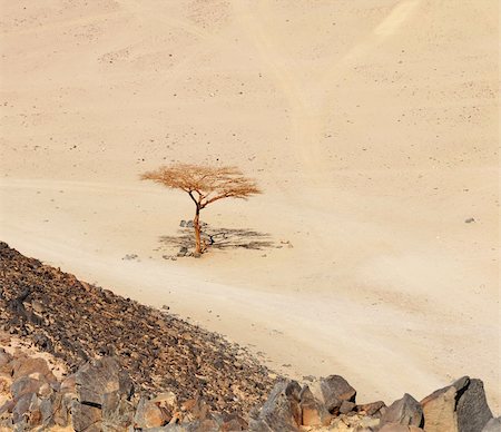 simsearch:400-04121488,k - lonely dry tree  in Sahara desert near Hurghada, Egypt Foto de stock - Super Valor sin royalties y Suscripción, Código: 400-05328540