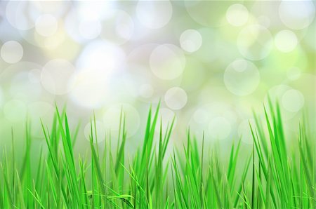 simsearch:400-06141235,k - abstract beautiful fresh grass and light reflect in morning Stock Photo - Budget Royalty-Free & Subscription, Code: 400-05328918
