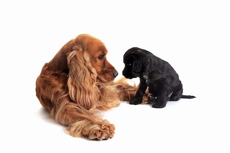 english cocker-spaniel - portrait of a puppy purebred english cocker  and adult in studio Stock Photo - Budget Royalty-Free & Subscription, Code: 400-05320615