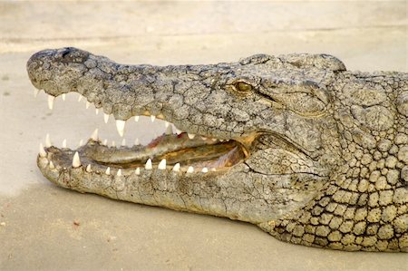 simsearch:400-05123541,k - Alligator hunting in the rivers of Africa Stock Photo - Budget Royalty-Free & Subscription, Code: 400-05322649